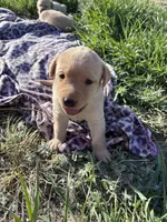 AKC Remi, a male Labrador Retriever for sale in Pueblo, CO – 1 of 1