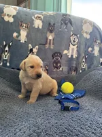 AKC Beau, a male Labrador Retriever for sale in Pueblo, CO – 2 of 3