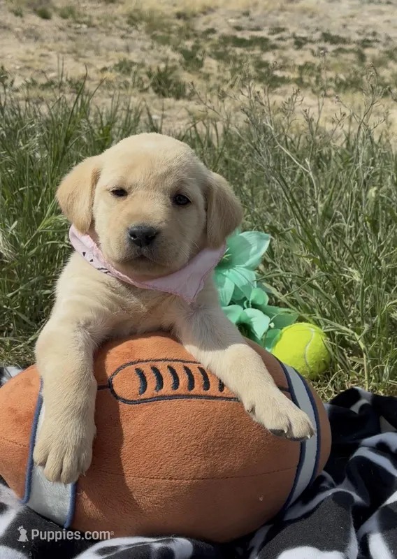 AKC Rose ready 5/15 – Labrador Retriever puppy for sale in Pueblo, CO