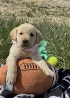 AKC Rose ready 5/15, a female Labrador Retriever for sale in Pueblo, CO – 1 of 4