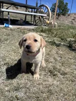 AKC Rose ready 5/15, a female Labrador Retriever for sale in Pueblo, CO – 2 of 4