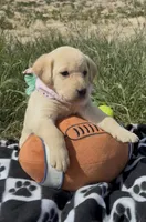 AKC Rose ready 5/15, a female Labrador Retriever for sale in Pueblo, CO – 3 of 4