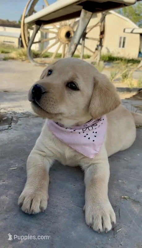 AKC Rose ready 5/15 – Labrador Retriever puppy for sale in Pueblo, CO