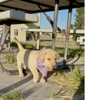 AKC Lila 🐾🐾, a female Labrador Retriever for sale in Pueblo, CO – 4 of 8