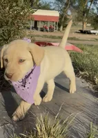 AKC Lila 🐾🐾, a female Labrador Retriever for sale in Pueblo, CO – 3 of 8