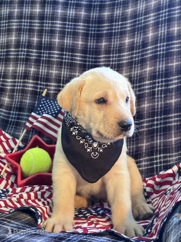 AKC Aladdin  – Labrador Retriever puppy for sale in Pueblo, CO