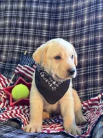 AKC Aladdin , a male Labrador Retriever for sale in Pueblo, CO – 2 of 4