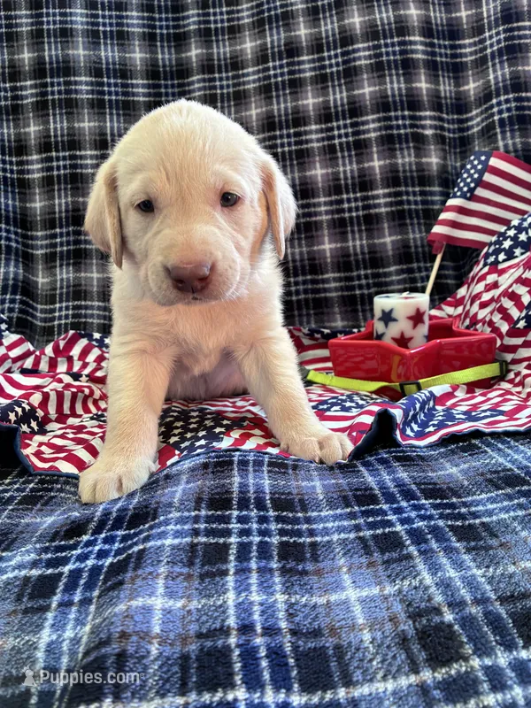 AKC Onna – Labrador Retriever puppy for sale in Pueblo, CO