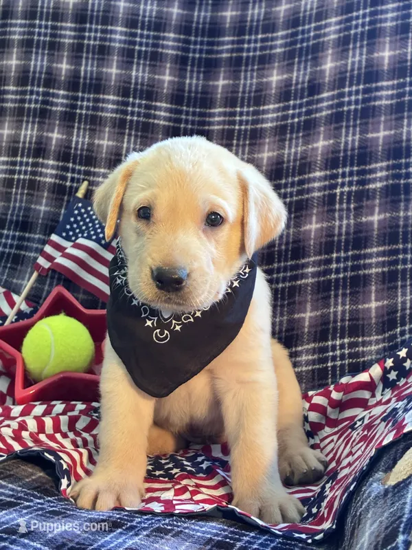 AKC Aladdin  – Labrador Retriever puppy for sale in Pueblo, CO