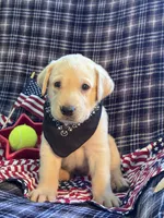 AKC Aladdin , a male Labrador Retriever for sale in Pueblo, CO – 1 of 4