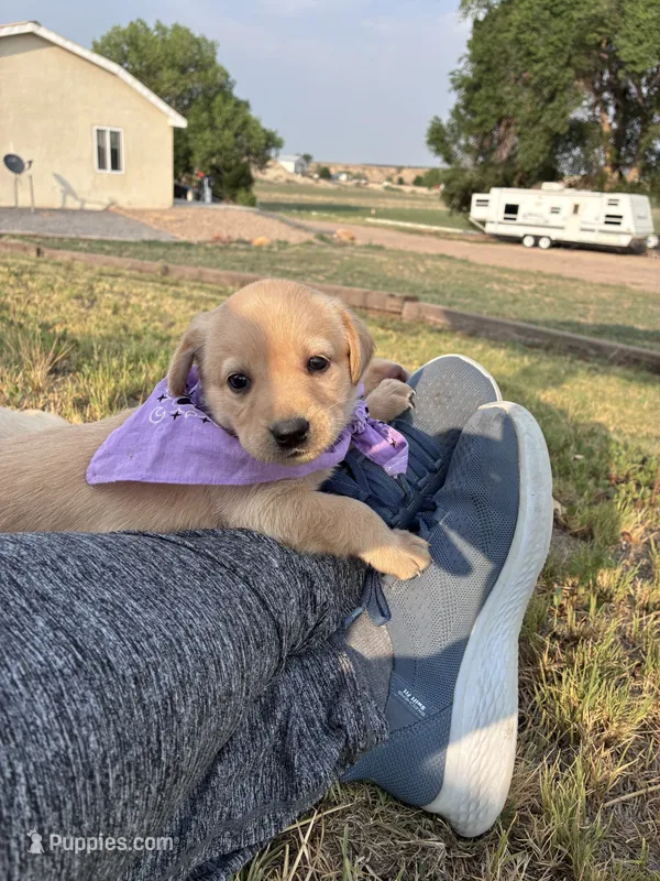 AKC Rapunzel – Labrador Retriever puppy for sale in Pueblo, CO