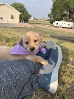 AKC Rapunzel, a female Labrador Retriever for sale in Pueblo, CO – 1 of 3