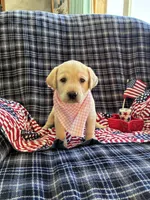 AKC Sophia, a female Labrador Retriever for sale in Pueblo, CO – 2 of 4
