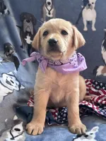 AKC Rapunzel, a female Labrador Retriever for sale in Pueblo, CO – 3 of 5