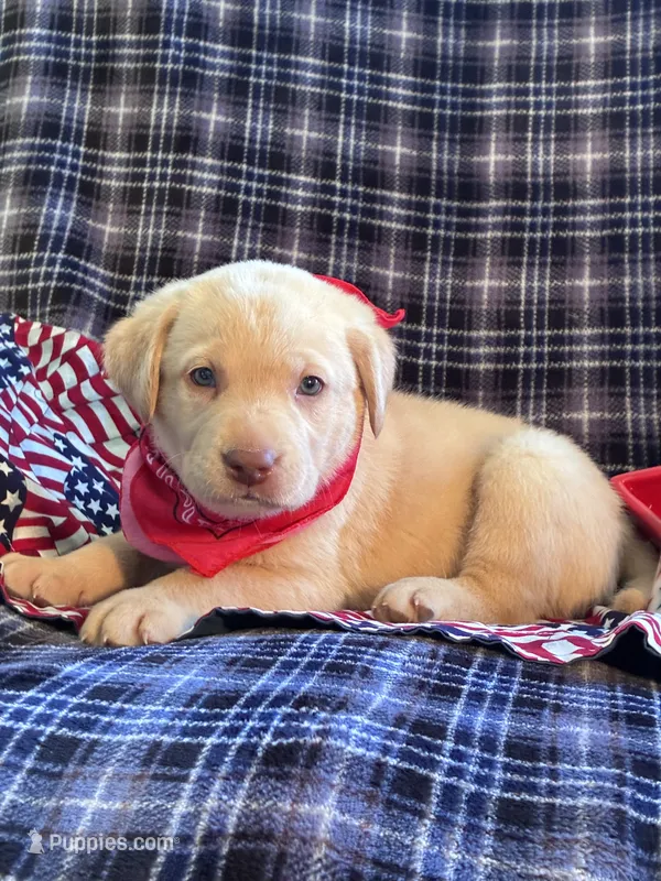 AKC Remi – Labrador Retriever puppy for sale in Pueblo, CO