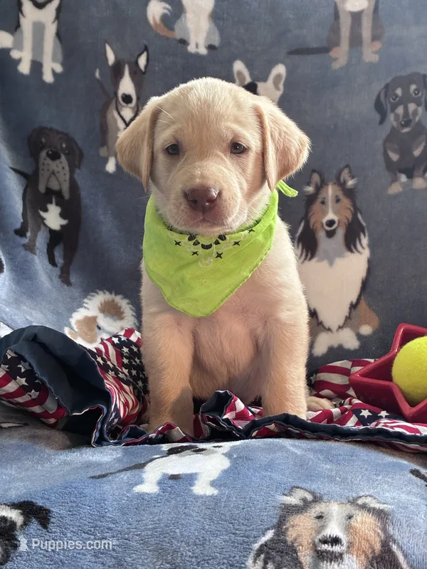 AKC Onna – Labrador Retriever puppy for sale in Pueblo, CO
