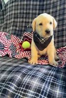 AKC Aladdin , a male Labrador Retriever for sale in Pueblo, CO – 3 of 4