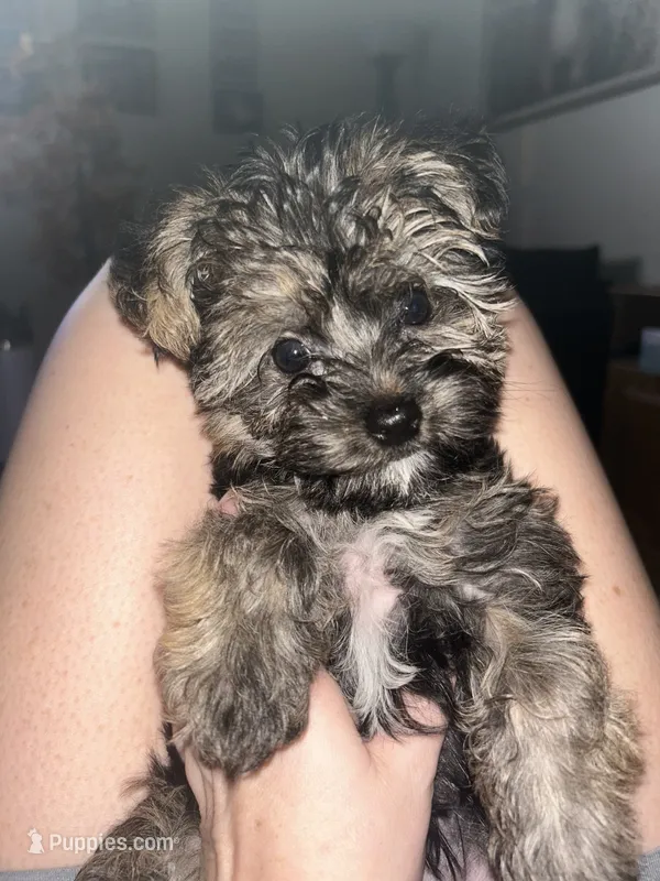 Winston  – Yorkshire Terrier puppy for sale in River Falls, WI