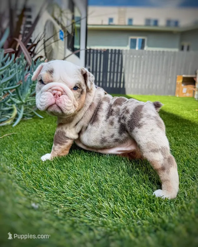Lisa  – English Bulldog puppy for sale in New York, NY