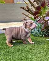 Sam, a male English Bulldog for sale in New York, NY – 4 of 5