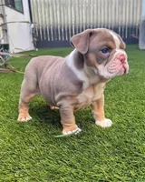 Sam, a male English Bulldog for sale in New York, NY – 3 of 5