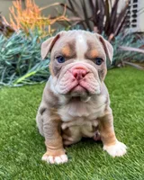 Sam, a male English Bulldog for sale in New York, NY – 1 of 5