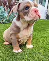 Sam, a male English Bulldog for sale in New York, NY – 5 of 5