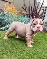 Sam, a male English Bulldog for sale in New York, NY – 2 of 5