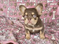 Penny rojo fluffy , a female French Bulldog for sale in Carthage, MO – 3 of 7