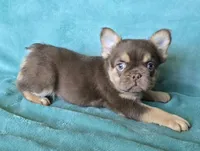 Super chocolate fluffy, a male French Bulldog for sale in Carthage, MO – 2 of 3