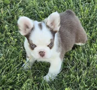 Amore panda pet boy, a male French Bulldog for sale in Carthage, MO – Photo 2 of 3