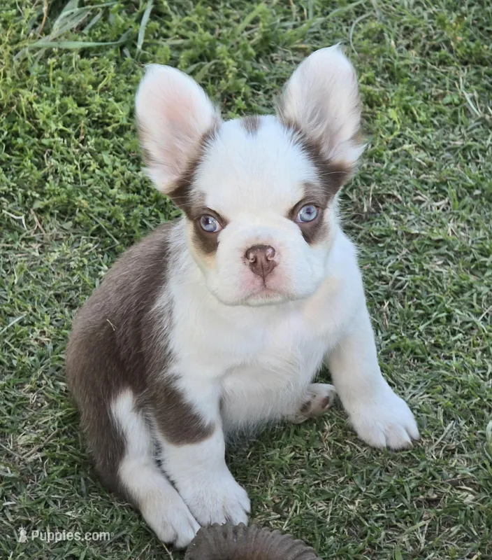 Amore panda pet boy – French Bulldog puppy for sale in Carthage, MO
