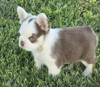 Amore panda pet boy, a male French Bulldog for sale in Carthage, MO – Photo 3 of 3