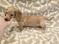 AKC Waffles LH, a male Miniature Dachshund for sale in Carthage, MO – Photo 6 of 8