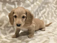 AKC Waffles LH, a male Miniature Dachshund for sale in Carthage, MO – Photo 3 of 8