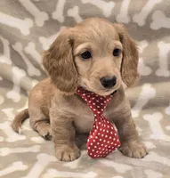 AKC Waffles LH, a male Miniature Dachshund for sale in Carthage, MO – Photo 2 of 8