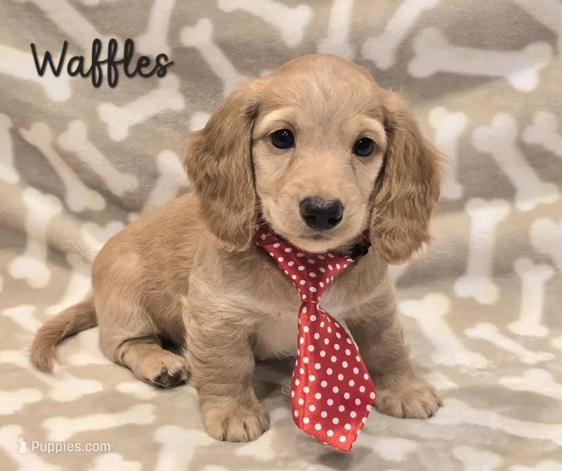 AKC Waffles LH – Miniature Dachshund puppy for sale in Carthage, MO