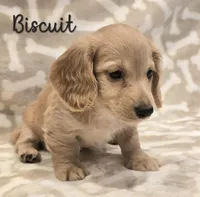 AKC Biscuit LH, a male Miniature Dachshund for sale in Carthage, MO – Photo 5 of 8