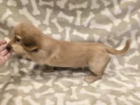 AKC Waffles LH, a male Miniature Dachshund for sale in Carthage, MO – Photo 5 of 8