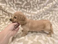 AKC Biscuit LH, a male Miniature Dachshund for sale in Carthage, MO – Photo 6 of 8