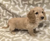 AKC Waffles LH, a male Miniature Dachshund for sale in Carthage, MO – Photo 4 of 8