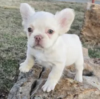 No papers pet only fluffy Casper, a male French Bulldog for sale in Carthage, MO – Photo 3 of 9