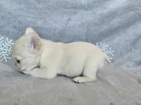 processed/686da403-b371-4bfc-a550-f14adb03fd64/listing/17a0f569-44e0-4064-b7db-ab1a9be9541c/5b21323f-b093-4ec5-92ac-b28b609de785