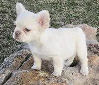 No papers pet only fluffy Casper, a male French Bulldog for sale in Carthage, MO – Photo 4 of 9