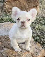 No papers pet only fluffy Casper, a male French Bulldog for sale in Carthage, MO – Photo 1 of 9