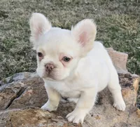 No papers pet only fluffy Casper, a male French Bulldog for sale in Carthage, MO – Photo 2 of 9