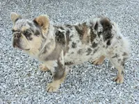 Penny rojo fluffy , a female French Bulldog for sale in Carthage, MO – 7 of 7