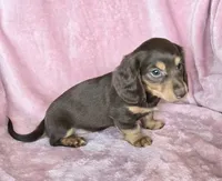 AKC Bailey choc/tn LH, a female Miniature Dachshund for sale in Carthage, MO – 3 of 6