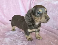 AKC Bailey choc/tn LH, a female Miniature Dachshund for sale in Carthage, MO – 2 of 6