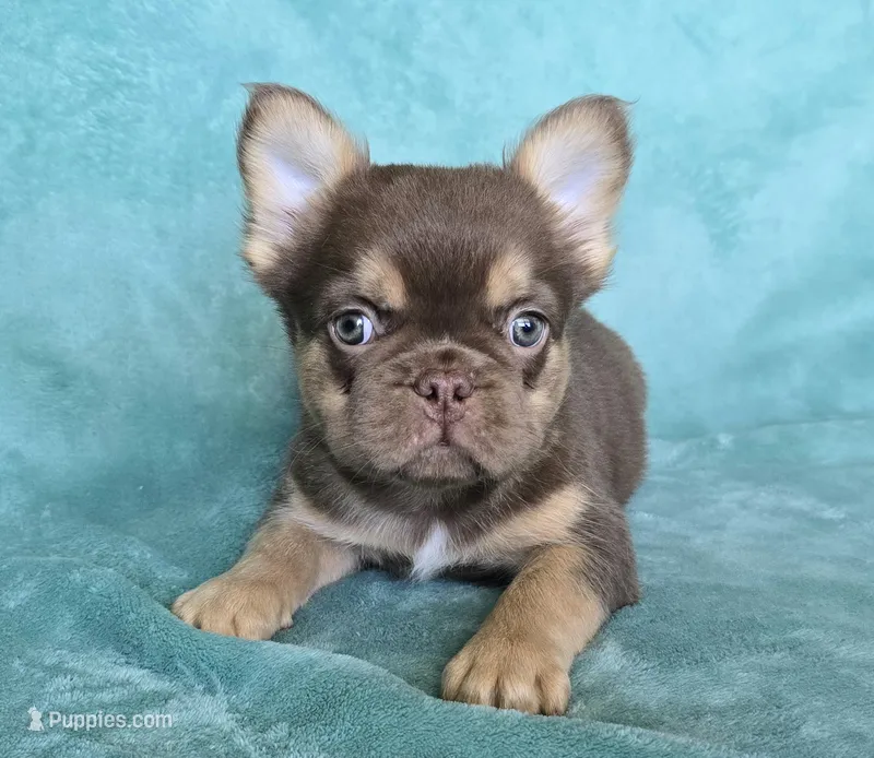 Super chocolate fluffy – French Bulldog puppy for sale in Carthage, MO